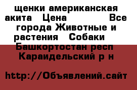 щенки американская акита › Цена ­ 30 000 - Все города Животные и растения » Собаки   . Башкортостан респ.,Караидельский р-н